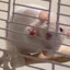 awesome rat