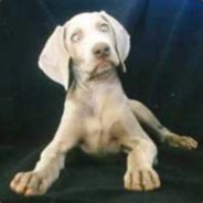 wetczech - steam id 76561197961888215