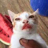 Cat of Greed