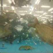 Crayfish on the bottom