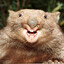 Combat Wombat