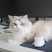 無敵可愛いびしょうじ