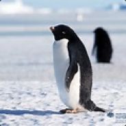 A Righteously Vindictive Cat