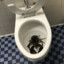 Lobster In the Toilet
