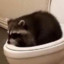 DumRaccoon