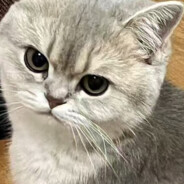 巧克力伤心萨摩耶