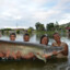 arapaima