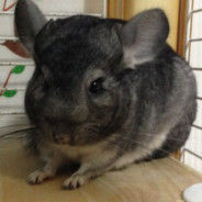 ราศีพิจิก