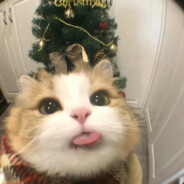 偷体育生苦茶被打