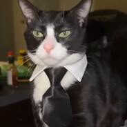 Cat Lawyer