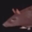 Rat