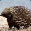 Echidna