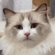 小猫放烟花点燃煤气罐