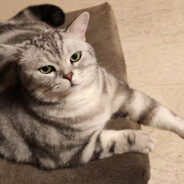 我在北极卖雪糕