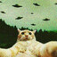 meowerz