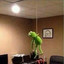 Please Kermit