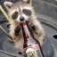 Thirsty Raccoon