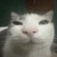 The cat of Dark