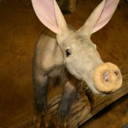 Benoob