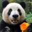 PANDAAAAA 🐼