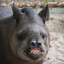 Tapir