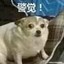 内心拒绝白给，但身体