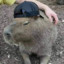 Capybarak