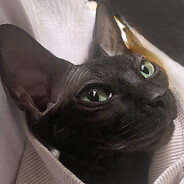 клоп