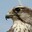 falconaim6
