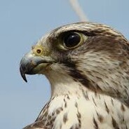 falconaim6