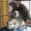 ratstack™