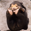 Sun Bear