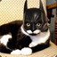 Catman