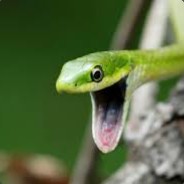 Gyvatus