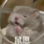 我的猫不i我