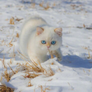 重阳-初九  Chong