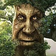 корень дерева