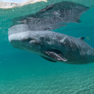 Pygmy Sperm Whale