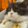 Meowwwwwwwwww シ