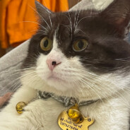 Meowwwwwwwwww シ