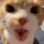 CoolMeow