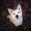 Doge xxL