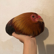 Pan