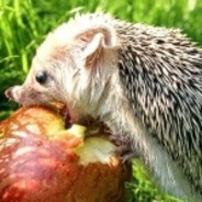 Denarius - steam id 76561199231668252