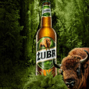 Żubr