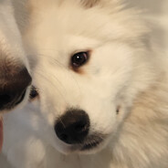 死了八个老公的寡妇