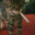 The_Dextroyer's Avatar
