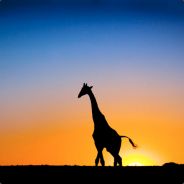 Evening Giraffe