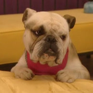 BOYNUZLU KÖPEK TACİİ