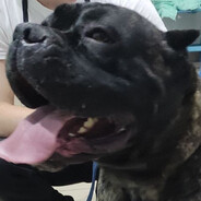 OgyDoggy avatar